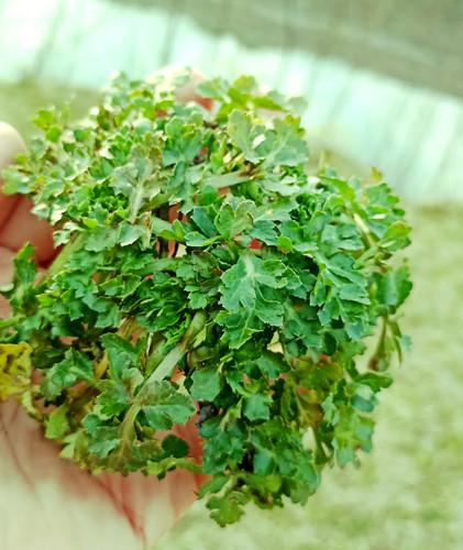 چوچاق؛ سبزی معطر شمالی با خواص دارویی و طعمی بینظیر