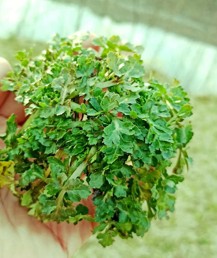 چوچاق؛ سبزی معطر شمالی با خواص دارویی و طعمی بینظیر