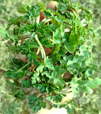 چوچاق؛ سبزی معطر شمالی با خواص دارویی و طعمی بینظیر