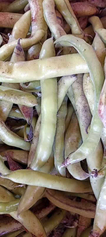 باقالا تازه مازندزانی