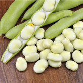 باقالی مازندرانی: گنجینهای از طعم و خواص