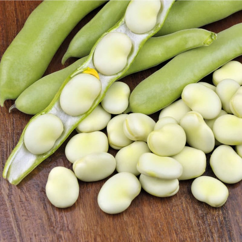 باقالی مازندرانی: گنجینهای از طعم و خواص