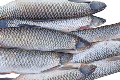 ماهی آمور، که به نام "Grass Carp" در انگلیسی شناخته میشود، نوعی ماهی شیرینزی است
