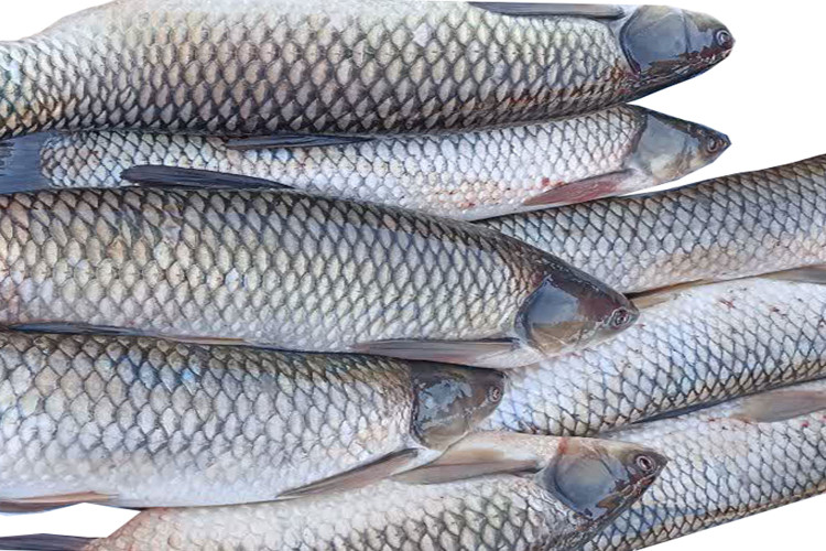 ماهی آمور، که به نام "Grass Carp" در انگلیسی شناخته میشود، نوعی ماهی شیرینزی است