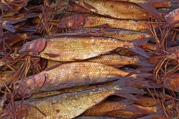 ماهی دودی زالون یکی از خوراکیهای محبوب و سنتی شمال ایران، بهویژه در گیلان و مازندران است.