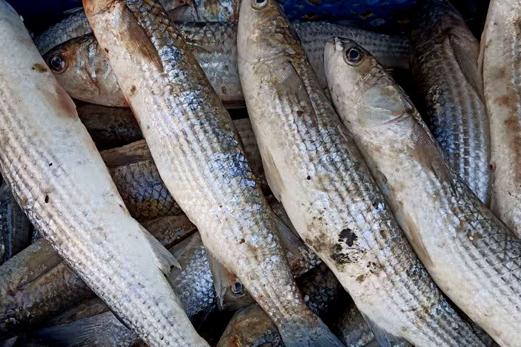 ماهی کفال شمال – طعمی اصیل و مغذی از دریای خزر