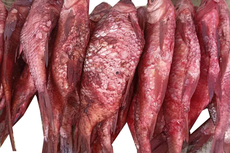 کولی شور، فراتر از یک چاشنی ساده، بخشی جداییناپذیر از هویت و فرهنگ غذایی گیلان است.