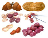 بادام زمینی آستانه اشرفیه یکی از محصولات کشاورزی مرغوب ایران است