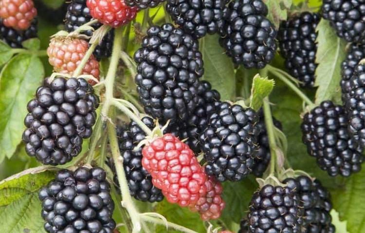 تمشک سیاه یک افزودنی خوشمزه برای هر رژیم غذایی است