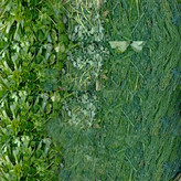 سبزی آش یکی از اجزای اصلی و مهم در تهیه انواع آشهای ایرانی است