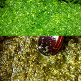 خورشت ترش تره یکی از غذاهای سنتی و محبوب استان گیلان است که به دلیل طعم ترش و عطر سبزیهای محلی،