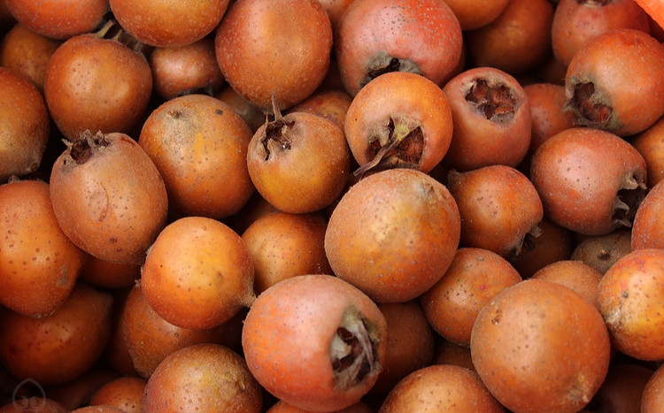 ازگیل، میوهای خوشمزه و مغذی است که در شمال ایران