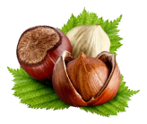 فندوق بوداده شمال ارتفاعات رودسرگیلان تازه وخوش مزه