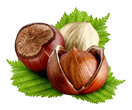 فندوق بوداده شمال ارتفاعات رودسرگیلان تازه وخوش مزه