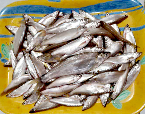 کولی رودخانه نوعی ماهی کوچک و ظریف است کولیها باید تازه مصرف شوند