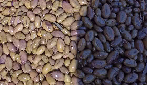 زیتون شکسته رودبار گیلان مخصوص درست کردن زیتون پرورده