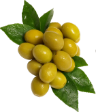 زیتون کنسروی اعلاء رودبارگیلان خوراکی ومخصوص مصارف طبی