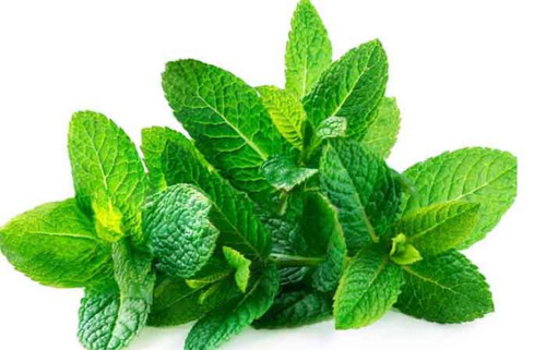 نعنا یکی از گیاهان دارویی مشهور و پرکاربرد است که به دلیل خواص درمانی و طعم و بوی خوشایند خود، در سراسر جهان طرفداران زیادی دارد.