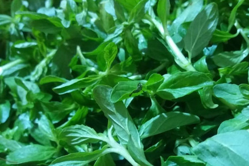 سبزی خالواش، که با نام پونه وحشی نیز شناخته میشود،