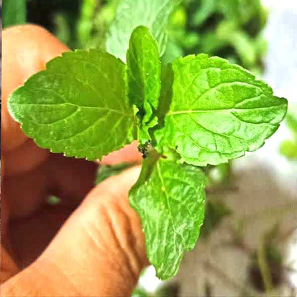 نعنا یکی از گیاهان دارویی مشهور و پرکاربرد است که به دلیل خواص درمانی و طعم و بوی خوشایند خود، در سراسر جهان طرفداران زیادی دارد.