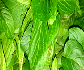 نعنا یکی از گیاهان دارویی مشهور و پرکاربرد است که به دلیل خواص درمانی و طعم و بوی خوشایند خود، در سراسر جهان طرفداران زیادی دارد.