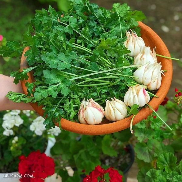 چوچاق خشک، که به عنوان یکی از گیاهان دارویی و معطر شناخته می‌شود