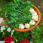 چوچاق خشک، که به عنوان یکی از گیاهان دارویی و معطر شناخته میشود