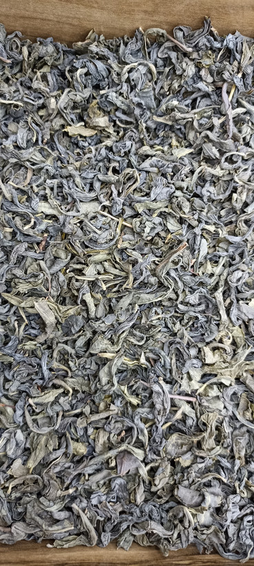 چای سبز بهاره باغات فومن گیلان محصولی درمانگر وکم نظیر