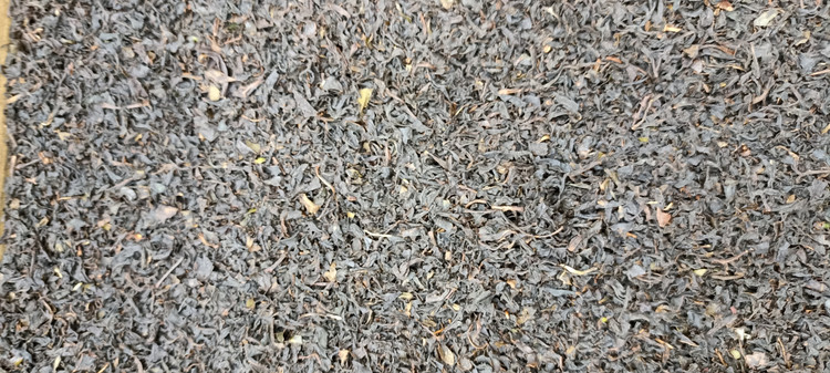 چای سبزه بهارفومن محصولی کم نظیر ودرمانگر برای انواع بیماریهای بدن