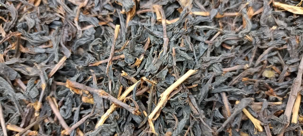 چای قلم ممتاز فومن استان گیلان