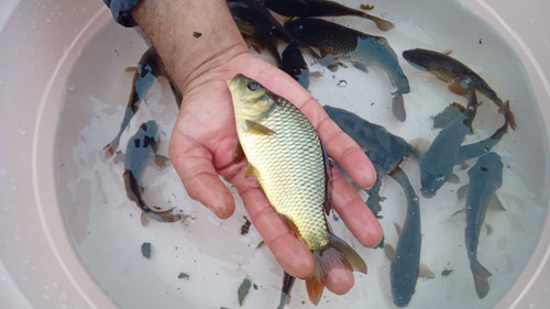 بچه کپور پرورشی طلایی ویزه پرورش دهندگان ماهی گرم آبی