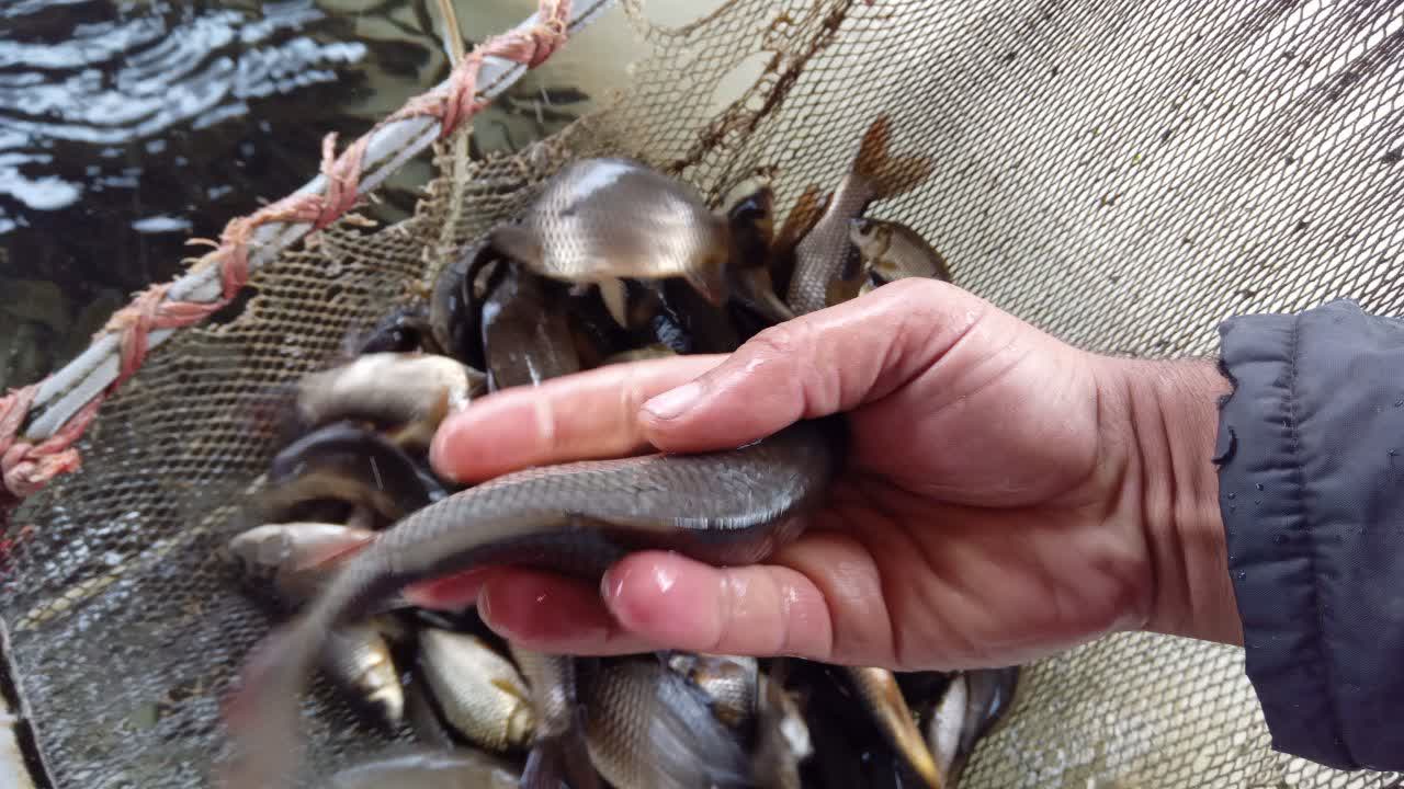 ماهی آمور (Grass Carp) یکی از مهم‌ترین ماهیان پرورشی در ایران است