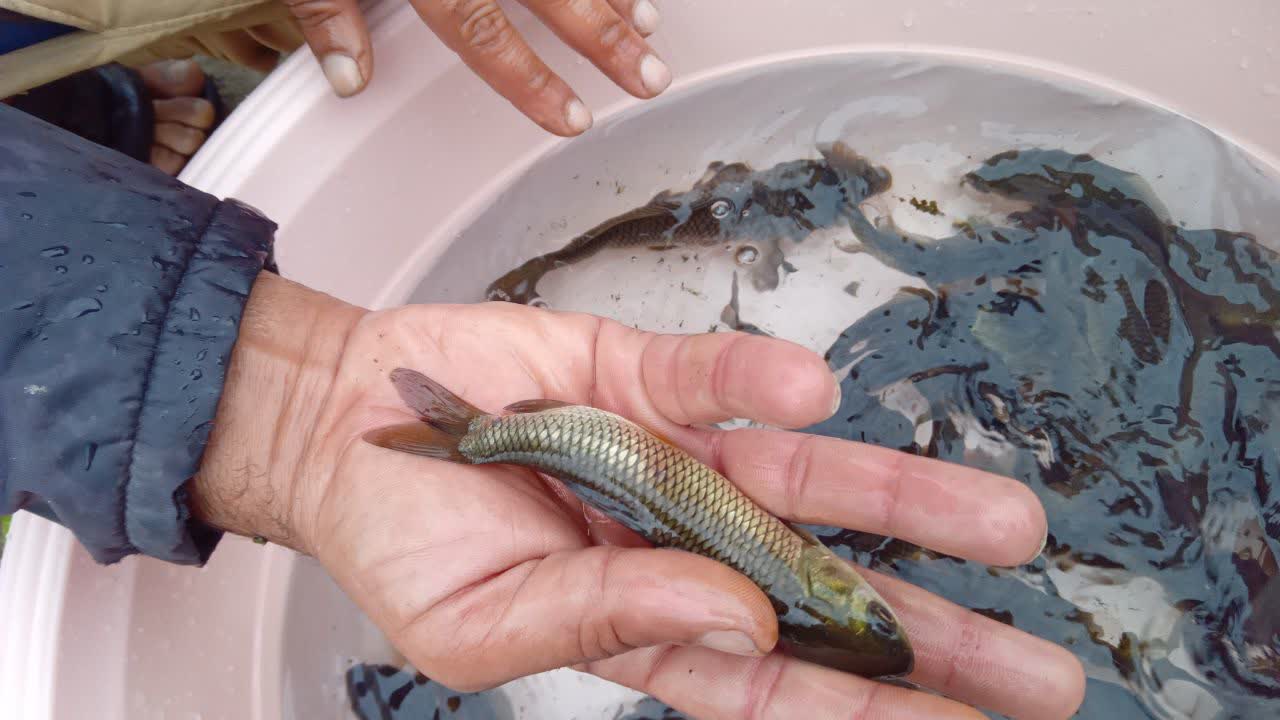 ماهی آمور (Grass Carp) یکی از مهم‌ترین ماهیان پرورشی در ایران است