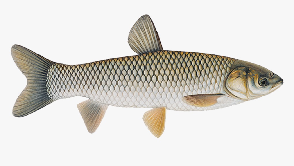 ماهی آمور (Grass Carp) یکی از مهم‌ترین ماهیان پرورشی در ایران است