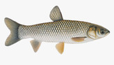 ماهی آمور (Grass Carp) یکی از مهمترین ماهیان پرورشی در ایران است