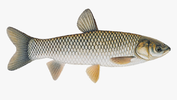 ماهی آمور (Grass Carp) یکی از مهمترین ماهیان پرورشی در ایران است