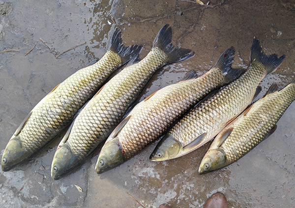 ماهی آمور (Grass Carp) یکی از مهم‌ترین ماهیان پرورشی در ایران است