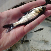 ماهی گرم آبی است که بخاطر سربزرگترازبدنش بنام بیگهد معروف شده