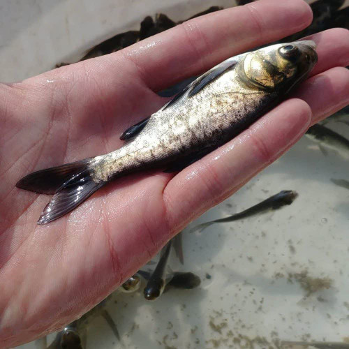 ماهی گرم آبی است که بخاطر سربزرگترازبدنش بنام بیگهد معروف شده