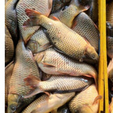 ماهی کپور تازه از بهترین انتخابها برای وعدههای سالم و خوشطعم است.