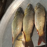 ماهی کپور تازه از بهترین انتخابها برای وعدههای سالم و خوشطعم است.